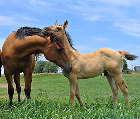 Image showing Yearling filly and a foal