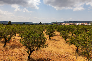 Image showing Almond Trees Orcahrd