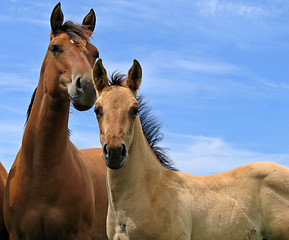 Image showing Yearling filly and a young foal