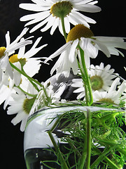 Image showing Flower of a camomile garden