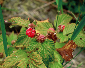 Image showing Mountain raspberry