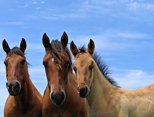 Image showing Mare, yearling, and a foal