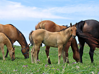 Image showing Young foal in the pasture