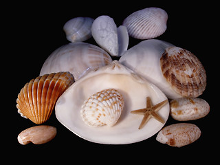 Image showing Lodges of mollusks