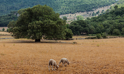 Image showing Mallorca Scenery