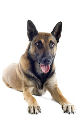 Image showing malinois