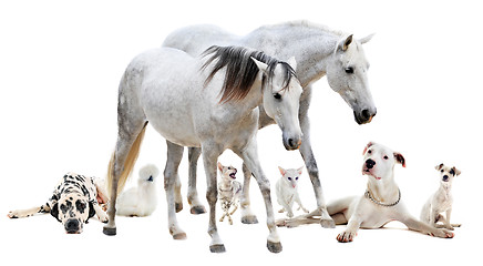 Image showing group of white pet