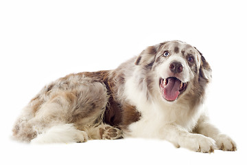 Image showing border collie