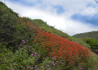 Image showing Orange Crocosmia