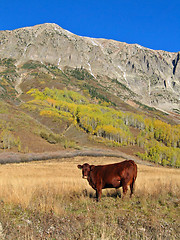 Image showing Cow in a pasture