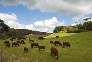 Image showing Salers Cattle 