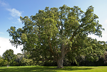 Image showing Cork Oak Tree