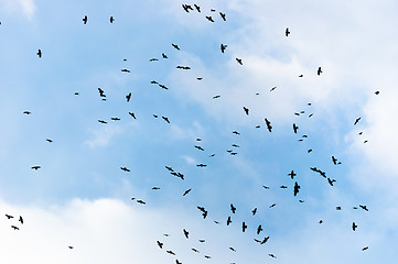 Image showing A large group of crows