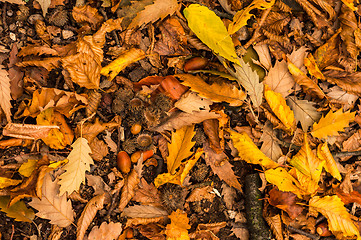 Image showing Closeup of some autumnal leaves