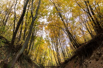 Image showing Autumnal photo in a forest