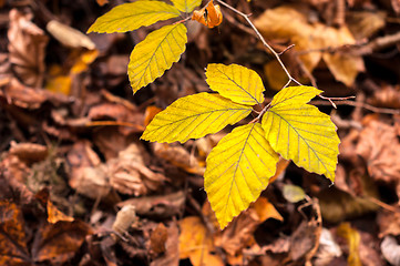 Image showing Closeup of some autumnal leaves