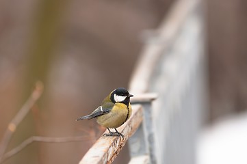 Image showing Small bird sitting on branch