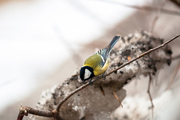 Image showing Small bird sitting on branch