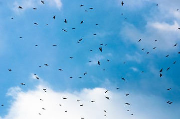 Image showing A large group of crows