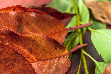 Image showing Closeup of some autumnal leaves