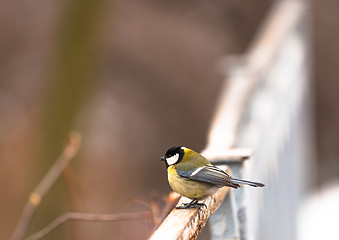 Image showing Small bird sitting on branch