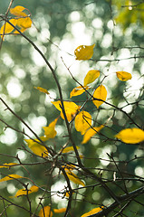 Image showing Autumnal photo in a forest