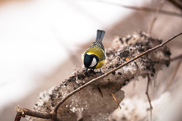 Image showing Small bird sitting on branch