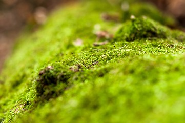 Image showing Moss on tree trunk