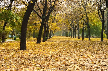 Image showing Autumnal photo in a forest