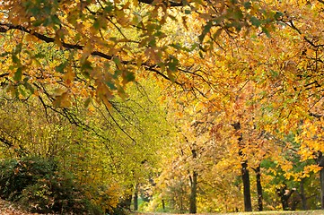 Image showing Autumnal photo in a forest