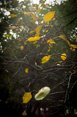 Image showing Autumnal photo in a forest