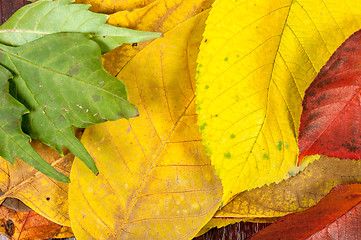 Image showing Closeup of some autumnal leaves