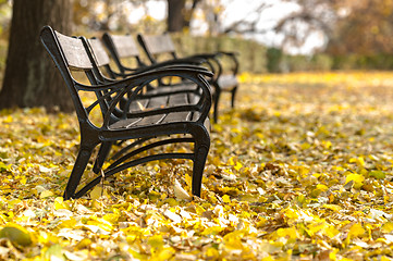 Image showing Autumnal photo in a forest