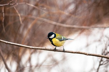 Image showing Small bird sitting on branch