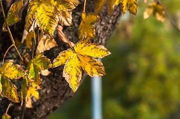 Image showing Closeup of some autumnal leaves