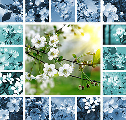 Image showing Spring collage