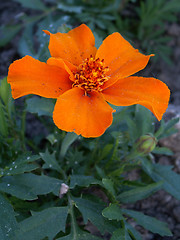 Image showing marigold