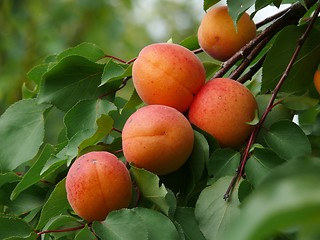 Image showing Apricots