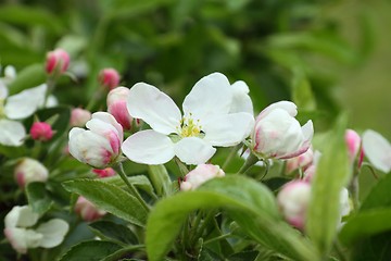 Image showing Apple blossoms