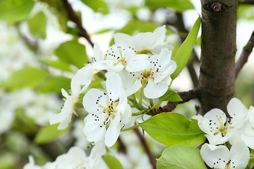 Image showing Apple blossoms