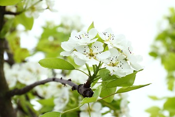 Image showing Apple blossoms