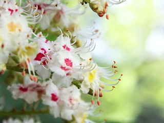 Image showing Aesculus hippocastanum