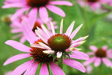 Image showing Echinacea purpurea