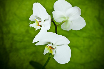 Image showing branch of white orchid 