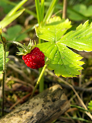 Image showing wild strawberry