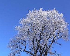 Image showing Hoar-frosted tree