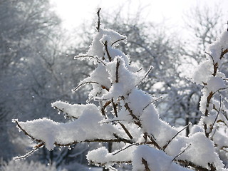 Image showing Snow-covered rosebush