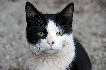 Image showing Young cat