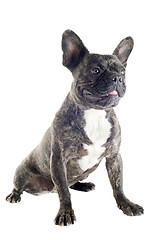 Image showing french bulldog 