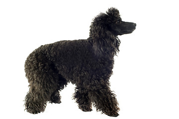 Image showing poodle 